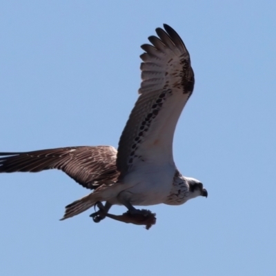 Pandion haliaetus (Osprey) at Houtman Abrolhos, WA - 20 Apr 2024 by jb2602