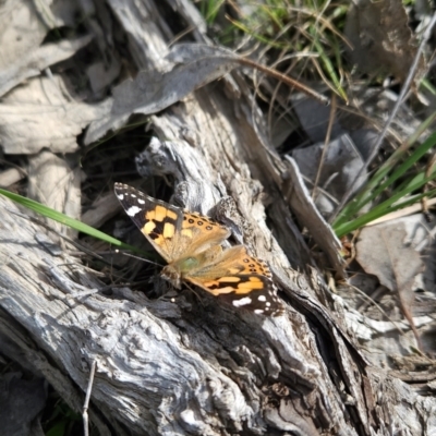 Vanessa kershawi (Australian Painted Lady) at Greenway, ACT - 23 Aug 2024 by BethanyDunne