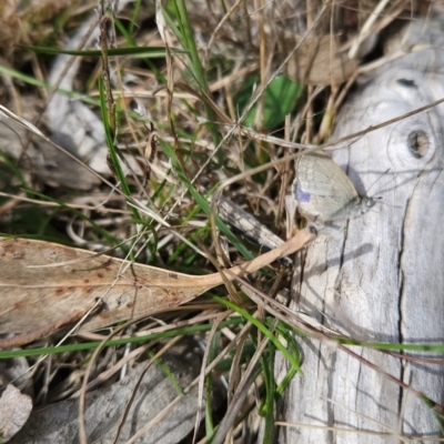 Zizina otis (Common Grass-Blue) at Greenway, ACT - 23 Aug 2024 by BethanyDunne