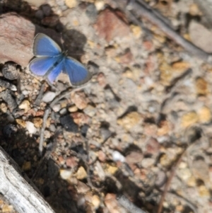 Zizina otis at Greenway, ACT - 23 Aug 2024 01:47 PM