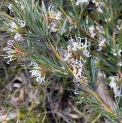 Grevillea patulifolia at Tianjara, NSW - 21 Aug 2024 11:17 AM