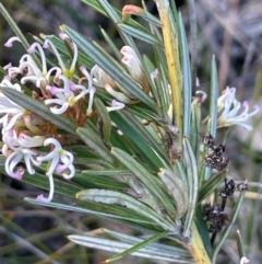 Grevillea patulifolia at Tianjara, NSW - 21 Aug 2024 11:17 AM