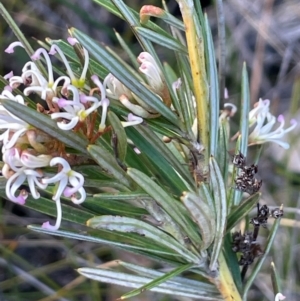 Grevillea patulifolia at Tianjara, NSW - 21 Aug 2024 11:17 AM