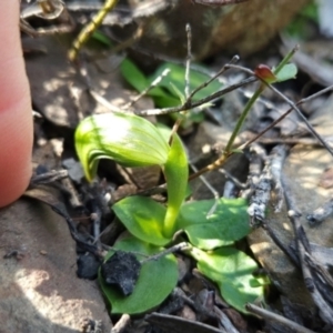 Pterostylis nutans at Greenway, ACT - suppressed