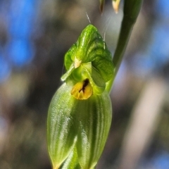 Bunochilus umbrinus (ACT) = Pterostylis umbrina (NSW) (Broad-sepaled Leafy Greenhood) at Greenway, ACT - 23 Aug 2024 by BethanyDunne