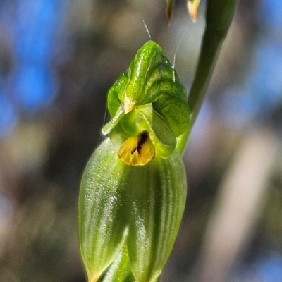 Bunochilus umbrinus (ACT) = Pterostylis umbrina (NSW) (Broad-sepaled Leafy Greenhood) at Greenway, ACT by BethanyDunne
