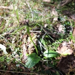 Pterostylis pedunculata at Greenway, ACT - 23 Aug 2024