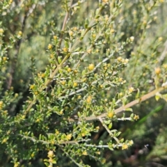 Mirbelia oxylobioides (Mountain Mirbelia) at Greenway, ACT - 23 Aug 2024 by BethanyDunne