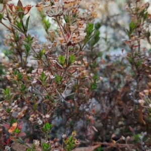 Pomax umbellata at Greenway, ACT - 23 Aug 2024