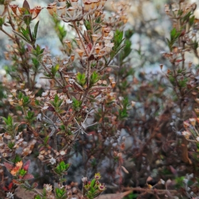 Pomax umbellata (A Pomax) at Greenway, ACT - 23 Aug 2024 by BethanyDunne