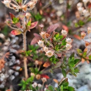 Pomax umbellata at Greenway, ACT - 23 Aug 2024