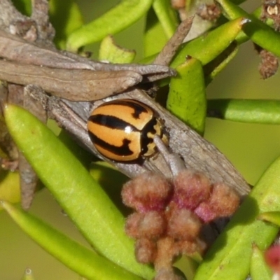 Micraspis frenata (Striped Ladybird) at Braemar, NSW - 22 Aug 2024 by Curiosity