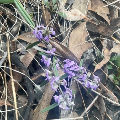 Hovea heterophylla (Common Hovea) at Aranda, ACT - 17 Aug 2024 by Jennybach