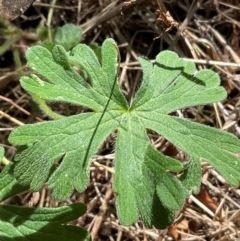 Geranium solanderi var. solanderi (Native Geranium) at Denman Prospect, ACT - 22 Aug 2024 by Jennybach