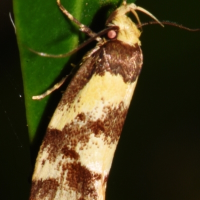 Eulechria marmorata (A Concealer moth (Eulechria group)) at Sheldon, QLD - 2 Mar 2024 by PJH123