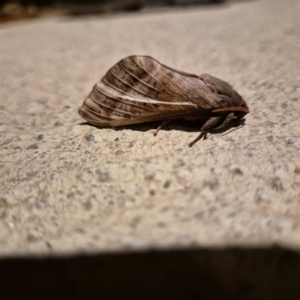 Oxycanus (genus) at Googong, NSW - 11 May 2024 08:25 PM