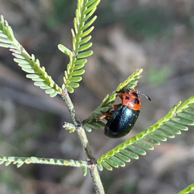 Calomela moorei (Acacia Leaf Beetle) at Denman Prospect, ACT - 22 Aug 2024 by Jennybach