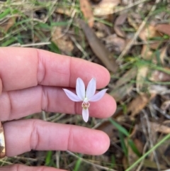 Caladenia carnea (Pink Fingers) at Pillar Valley, NSW - 23 Aug 2024 by JennieWren