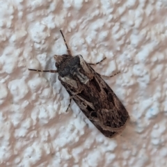 Agrotis munda (Brown Cutworm) at Watson, ACT - 22 Aug 2024 by AniseStar