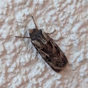 Agrotis munda at Watson, ACT - 23 Aug 2024