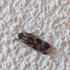 Agrotis munda at Watson, ACT - suppressed