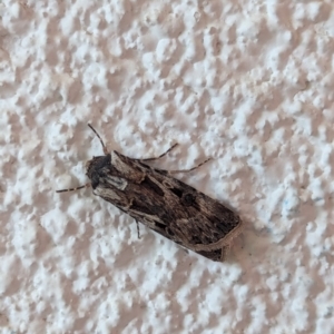 Agrotis munda at Watson, ACT - 23 Aug 2024