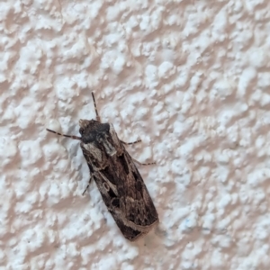 Agrotis munda at Watson, ACT - suppressed