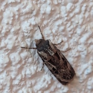 Agrotis munda at Watson, ACT - 23 Aug 2024