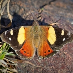 Vanessa itea (Yellow Admiral) at Lyons, ACT - 23 Aug 2024 by Kenp12