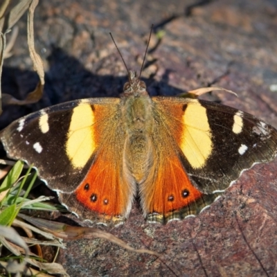 Vanessa itea (Yellow Admiral) at Lyons, ACT - 24 Aug 2024 by Kenp12