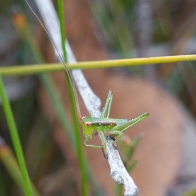 Chlorodectes baldersoni (A katydid) at Jerrawangala, NSW - 21 Aug 2024 by RobG1