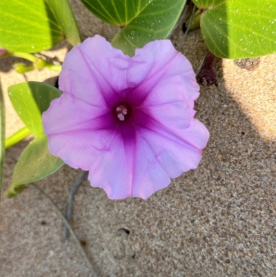 Ipomoea pes-caprae (Beach Morning Glory) at Mon Repos, QLD - 24 Aug 2024 by lbradley