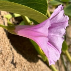 Ipomoea pes-caprae at Mon Repos, QLD - 24 Aug 2024 11:56 AM
