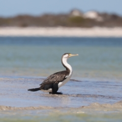 Phalacrocorax varius (Pied Cormorant) at Houtman Abrolhos, WA - 20 Apr 2024 by jb2602