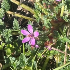 Erodium cicutarium (Common Storksbill, Common Crowfoot) at Watson, ACT - 24 Aug 2024 by Clarel