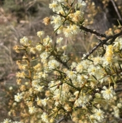 Acacia genistifolia (Early Wattle) at Watson, ACT - 23 Aug 2024 by Clarel