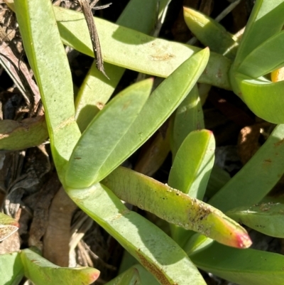 Carpobrotus glaucescens (Pigface) at Mon Repos, QLD - 24 Aug 2024 by lbradley