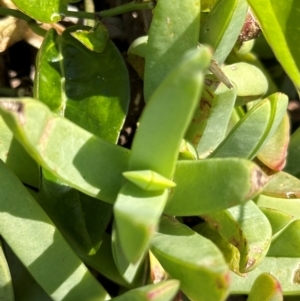 Carpobrotus glaucescens at Mon Repos, QLD - 24 Aug 2024 11:54 AM