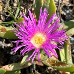 Carpobrotus glaucescens at Mon Repos, QLD - 24 Aug 2024 11:54 AM
