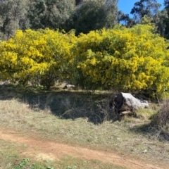 Acacia vestita (Hairy Wattle) at Lyneham, ACT - 24 Aug 2024 by CrimePaysbutConservationDoesnt