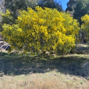 Acacia vestita at Lyneham, ACT - 24 Aug 2024 12:14 PM