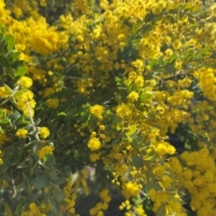 Acacia vestita at Lyneham, ACT - 24 Aug 2024