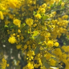 Acacia vestita at Lyneham, ACT - 24 Aug 2024 12:14 PM