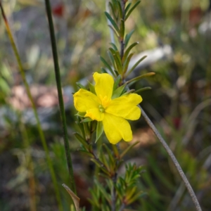 Hibbertia sp. at Tianjara, NSW - 21 Aug 2024 03:45 PM