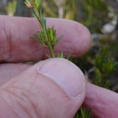 Hibbertia sp. at Tianjara, NSW - 21 Aug 2024 03:45 PM