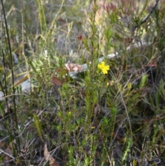 Hibbertia sp. at Tianjara, NSW - 21 Aug 2024 03:45 PM