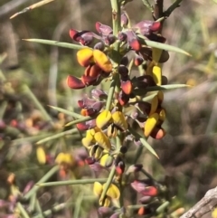 Daviesia genistifolia (Broom Bitter Pea) at Watson, ACT - 24 Aug 2024 by Clarel