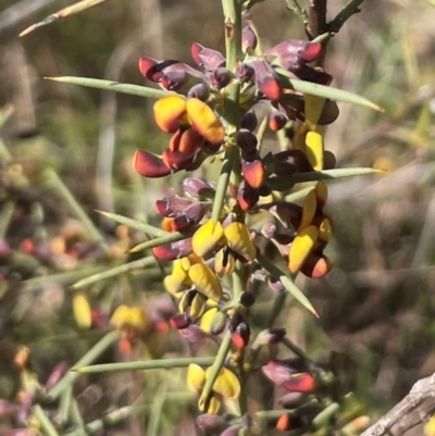 Daviesia genistifolia (Broom Bitter Pea) at Watson, ACT - 24 Aug 2024 by Clarel