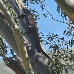 Varanus varius at Burrinjuck, NSW - suppressed