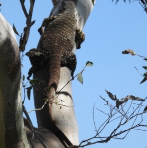 Varanus varius at Burrinjuck, NSW - suppressed